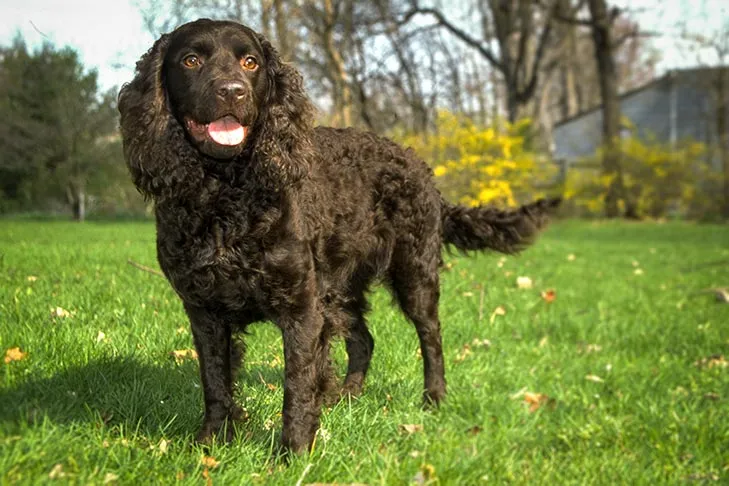 American Water Spaniel